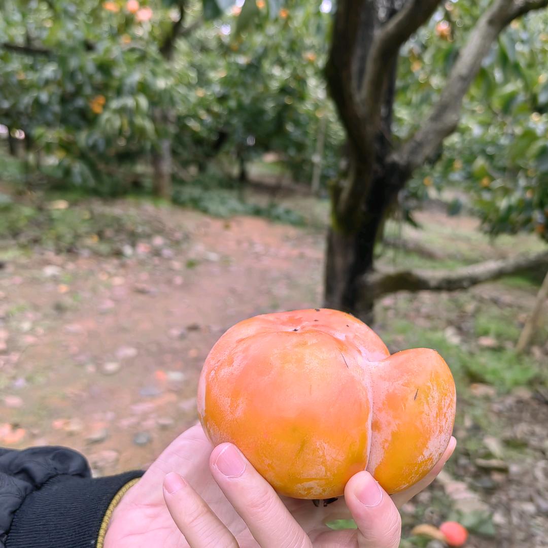 歆歆