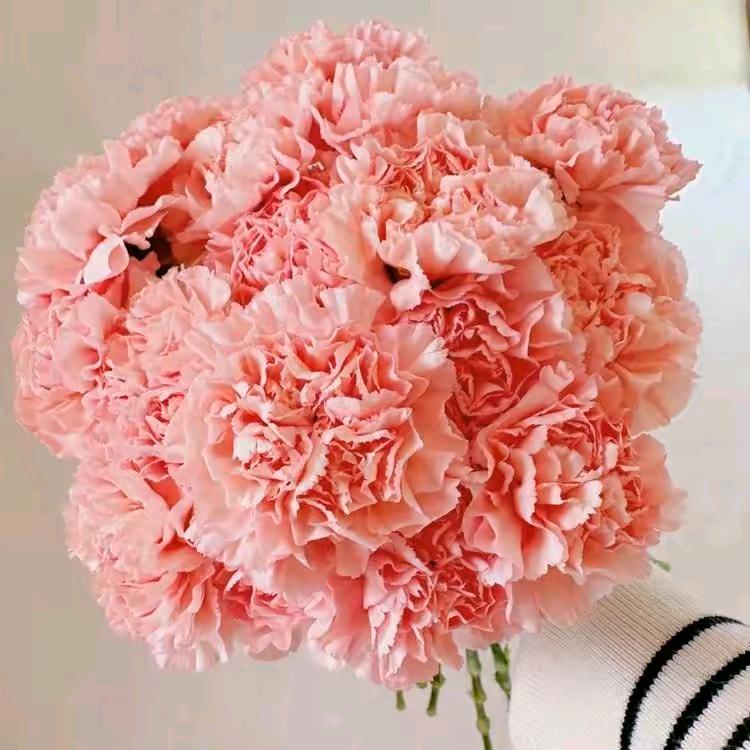 花语23466227