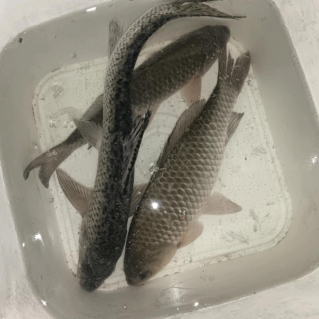 小文钓鱼