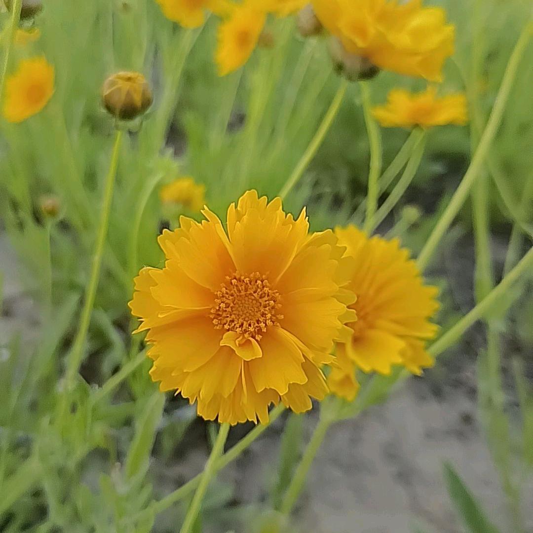 悠悠丫