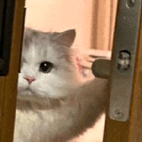 猫meme情感剧场