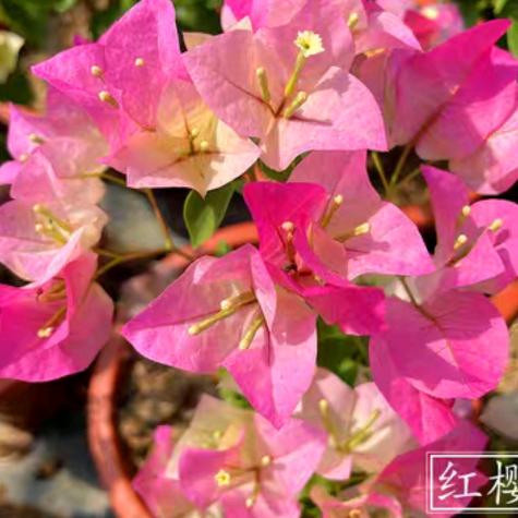 深深