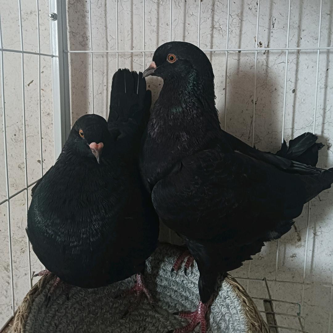 ( ＿ 🕊老许哥🕊＿)