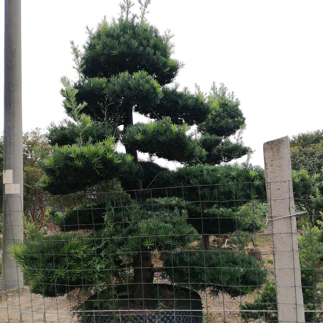 家有两宝