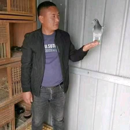 顺鑫鸽舍—张涛