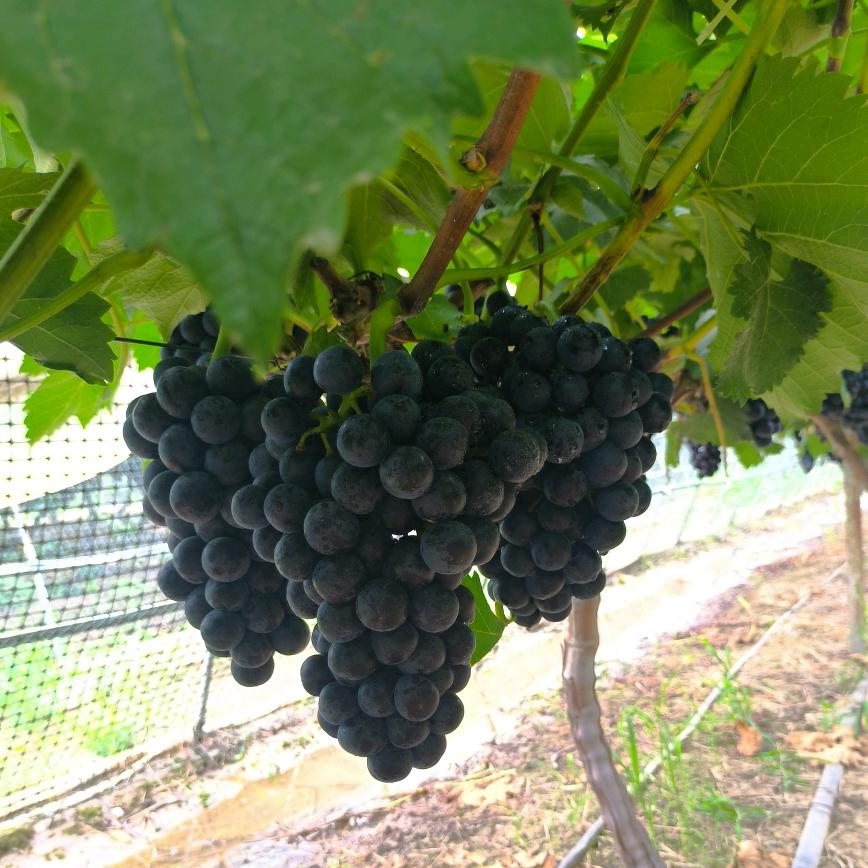 天门市十丰丰水湾葡萄采摘园