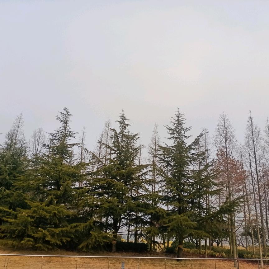 甜甜的大自然