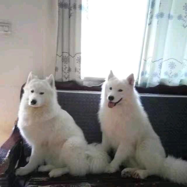 秋之枫叶头像