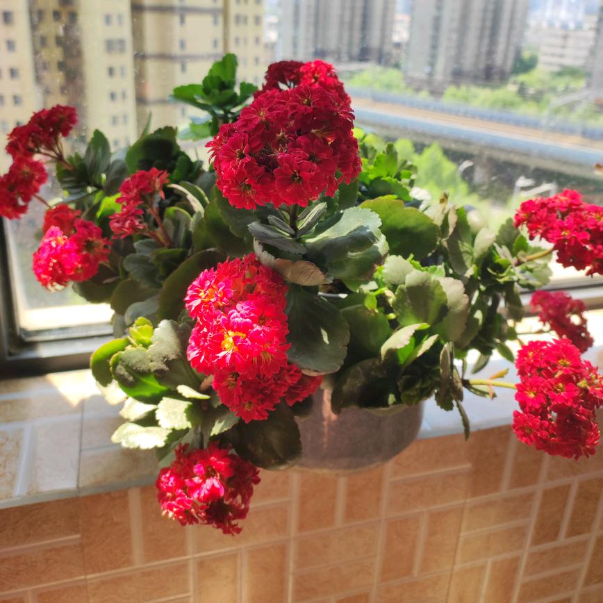 小芳🍀🌹