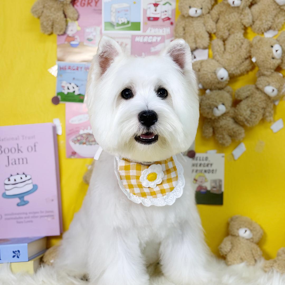 🍉地蛮总的一天