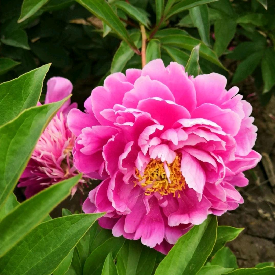 蒲公英的