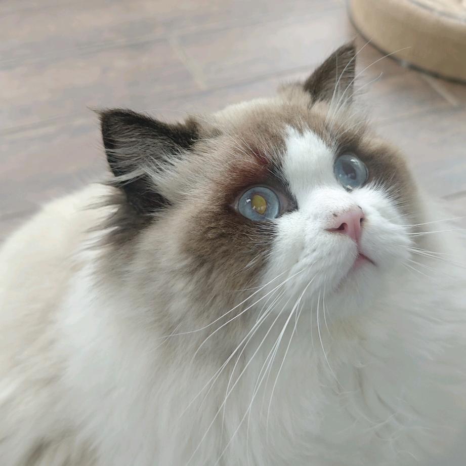 🐈‍⬛