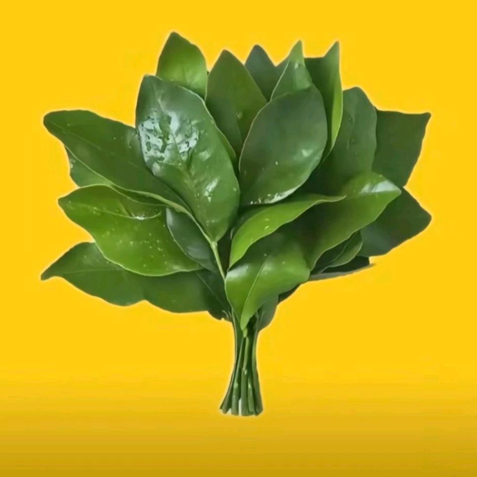 ༣ 多囍乐🌸⃟֯֯֯࿐