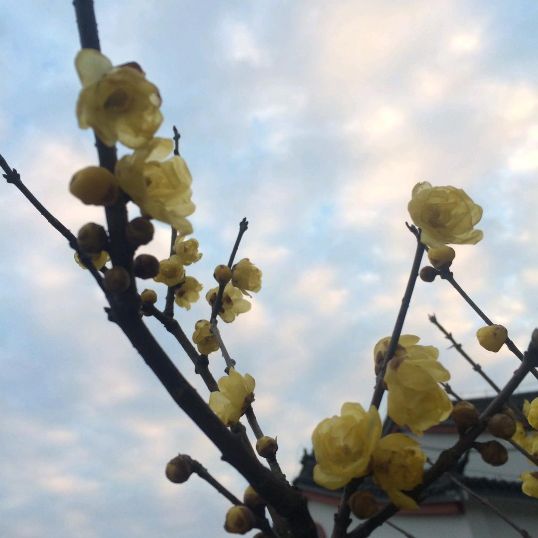 丁丁很开心