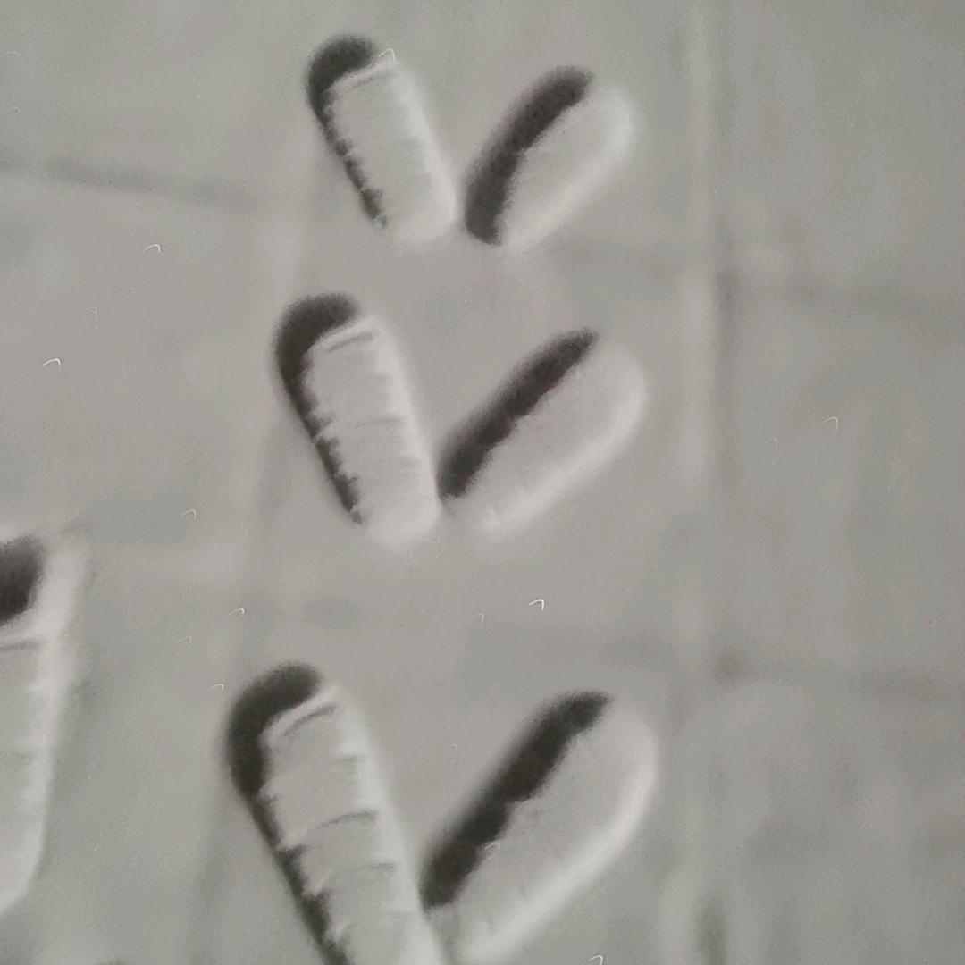 赵狮虎