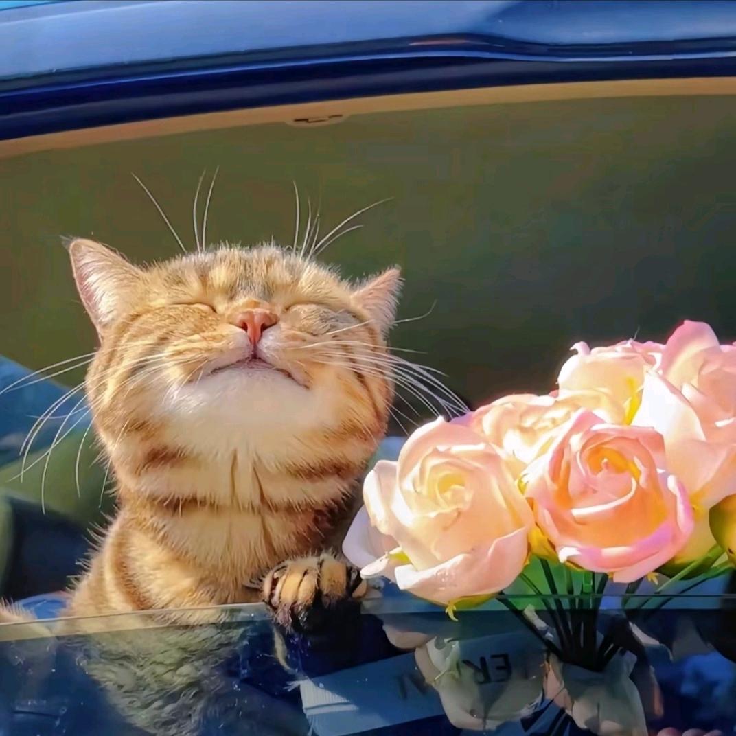 爱喝水的猫