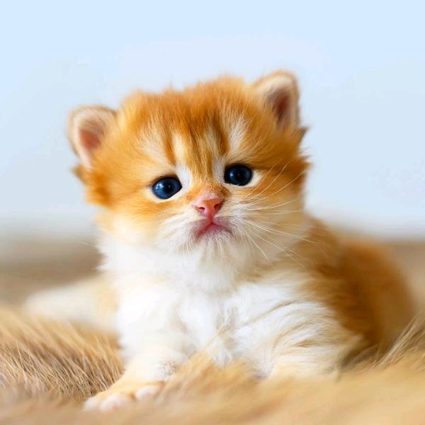 西咸新区空港新城姬碧百货店(个体工商户)