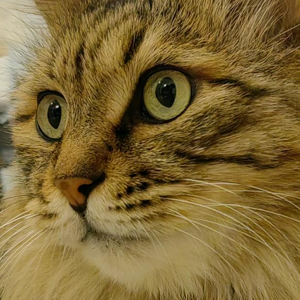 猫姥姥