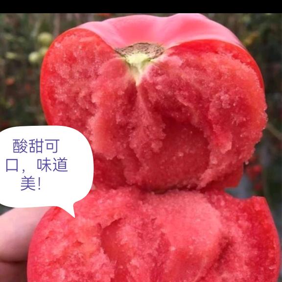 单县绿丰种苗
