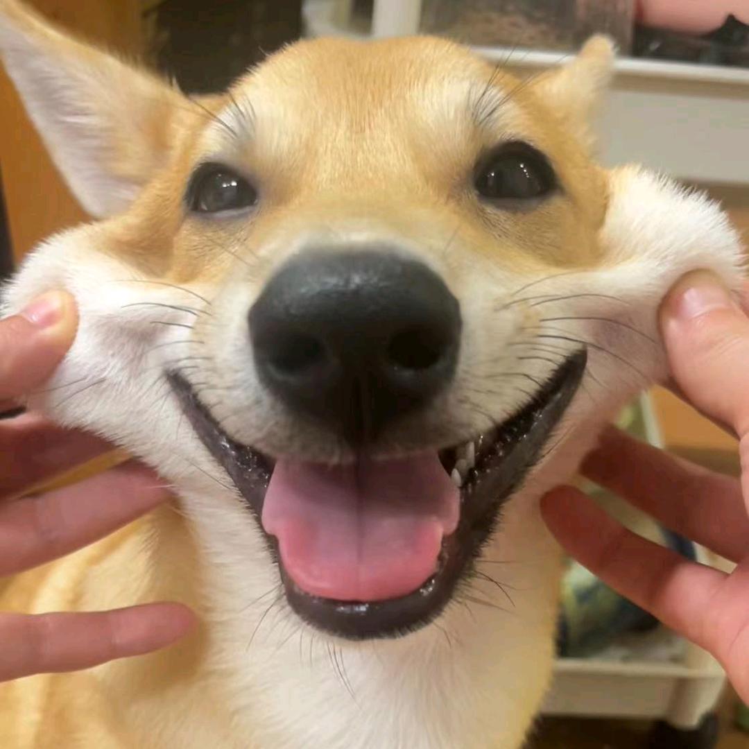 大黄啊大黄