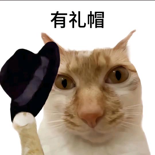 没礼貌的猫