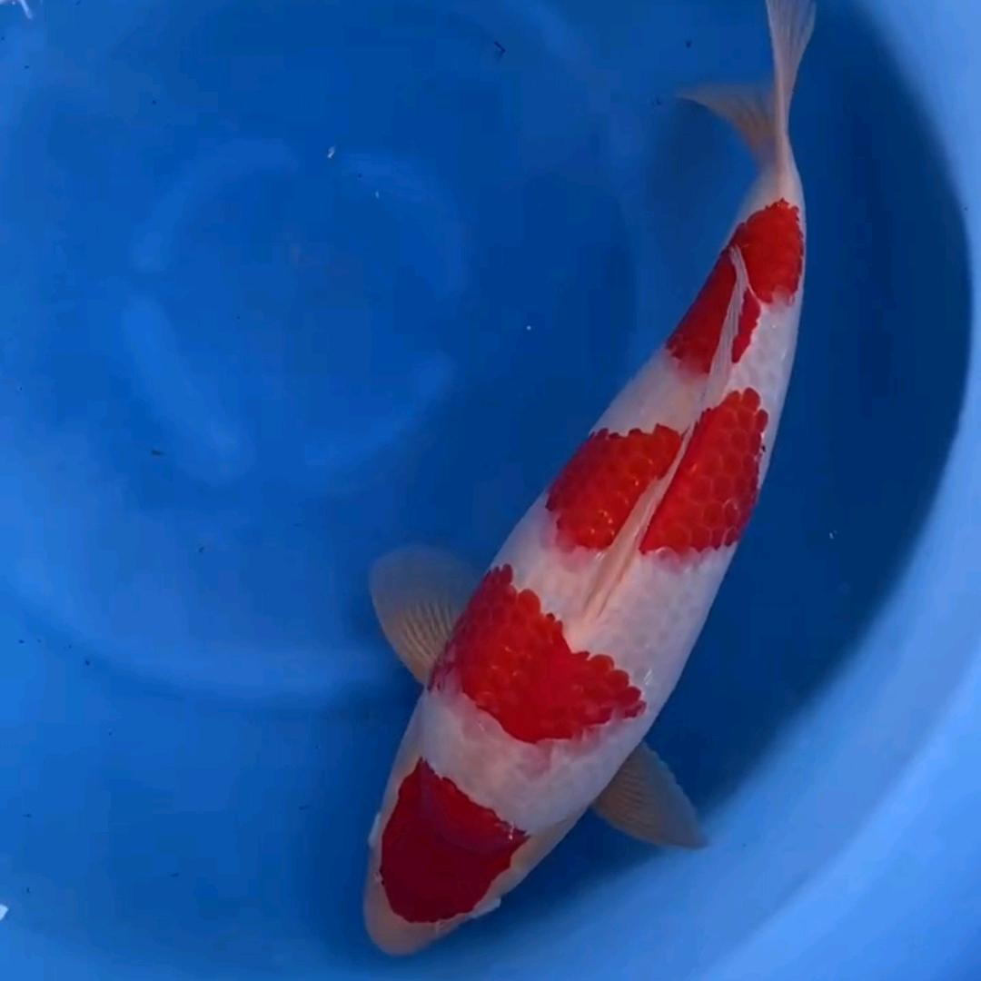 沧海锦鲤