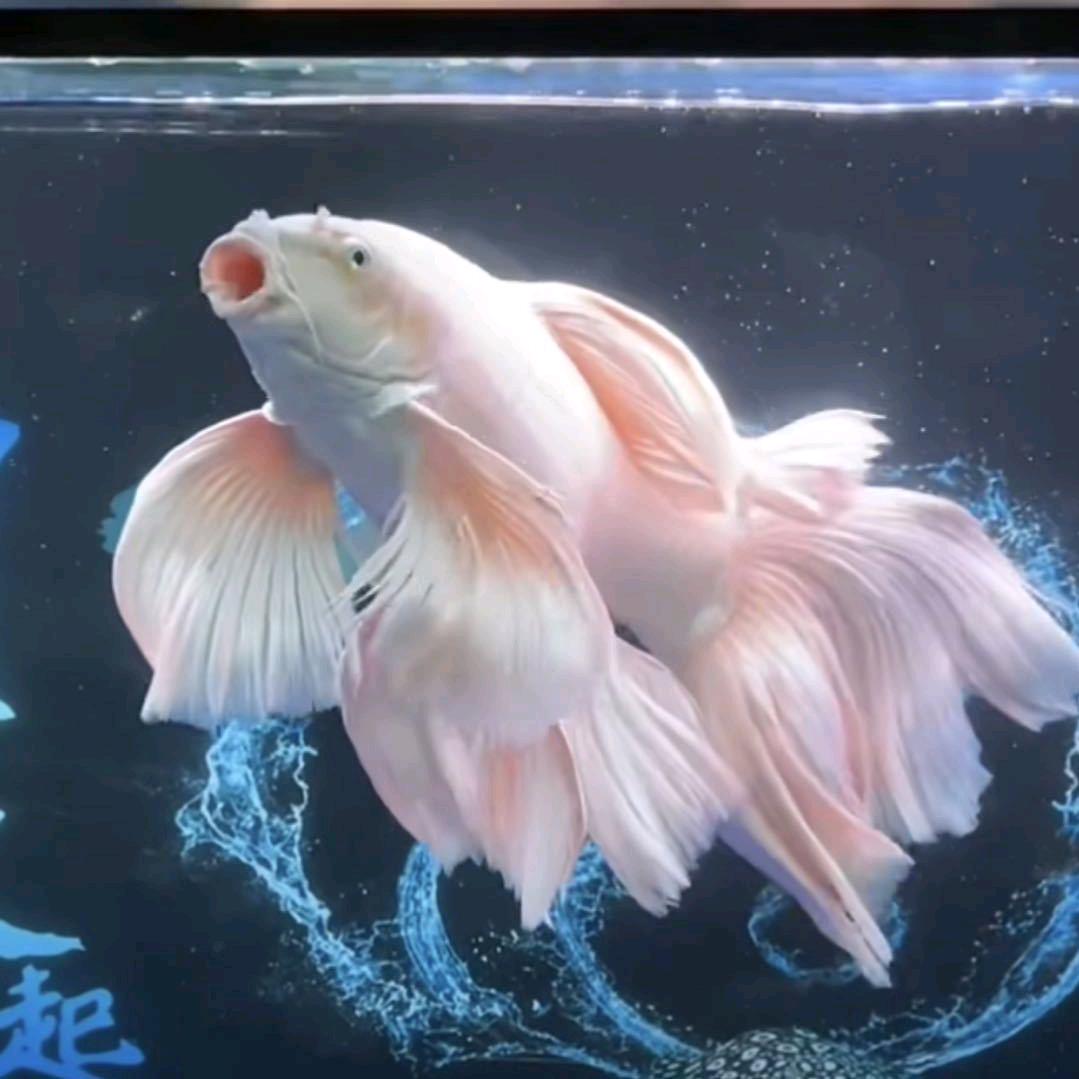 金先生（养鱼人）