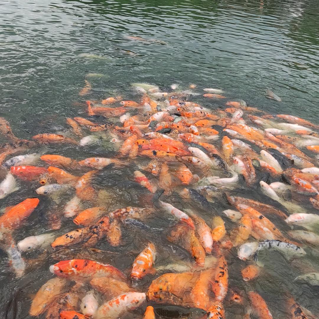锦鲤