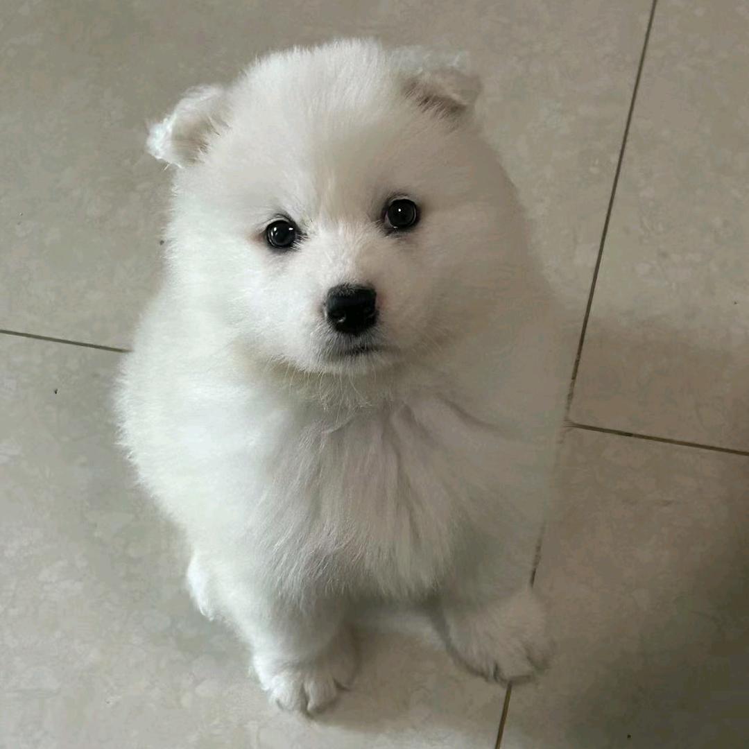 王馒头
