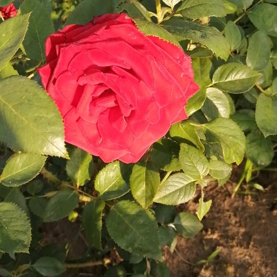 1242298300舒荣华调理师