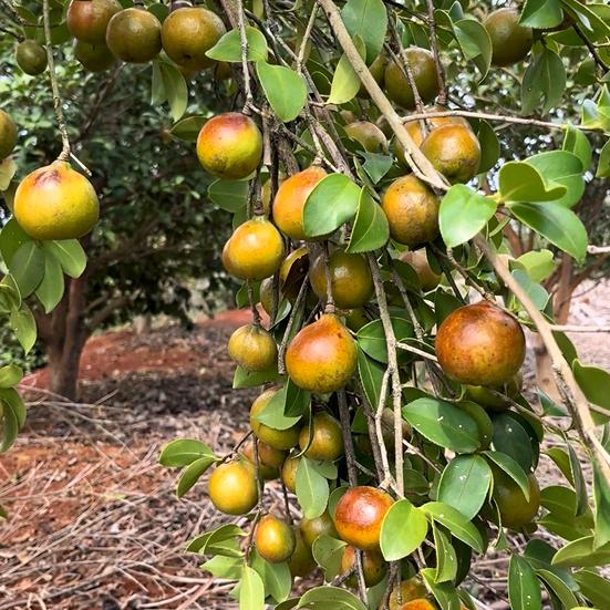 油茶丰产大丰收