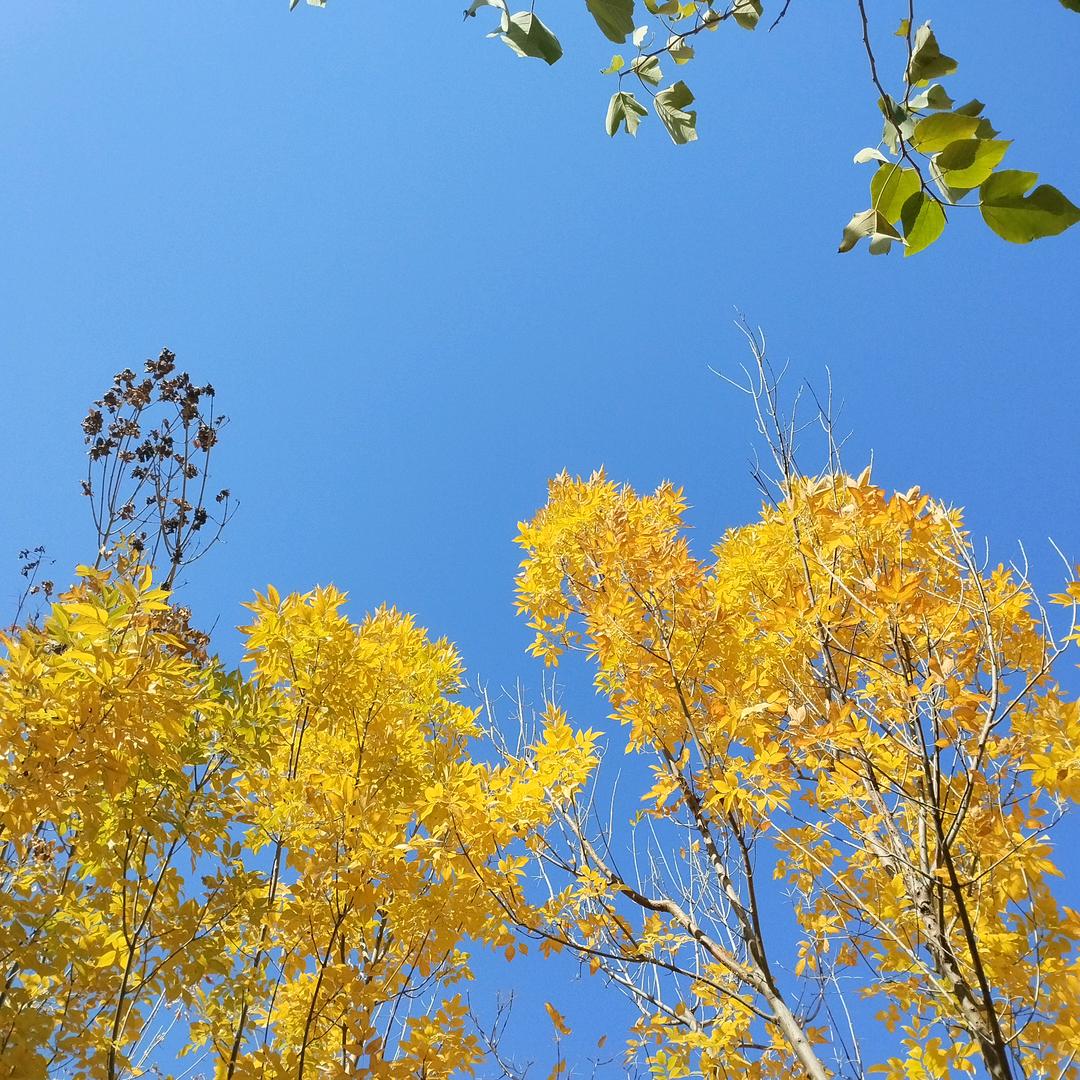 栗富