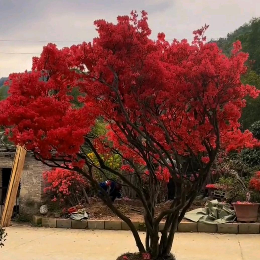 霞姐映山红花卉（一手货源）