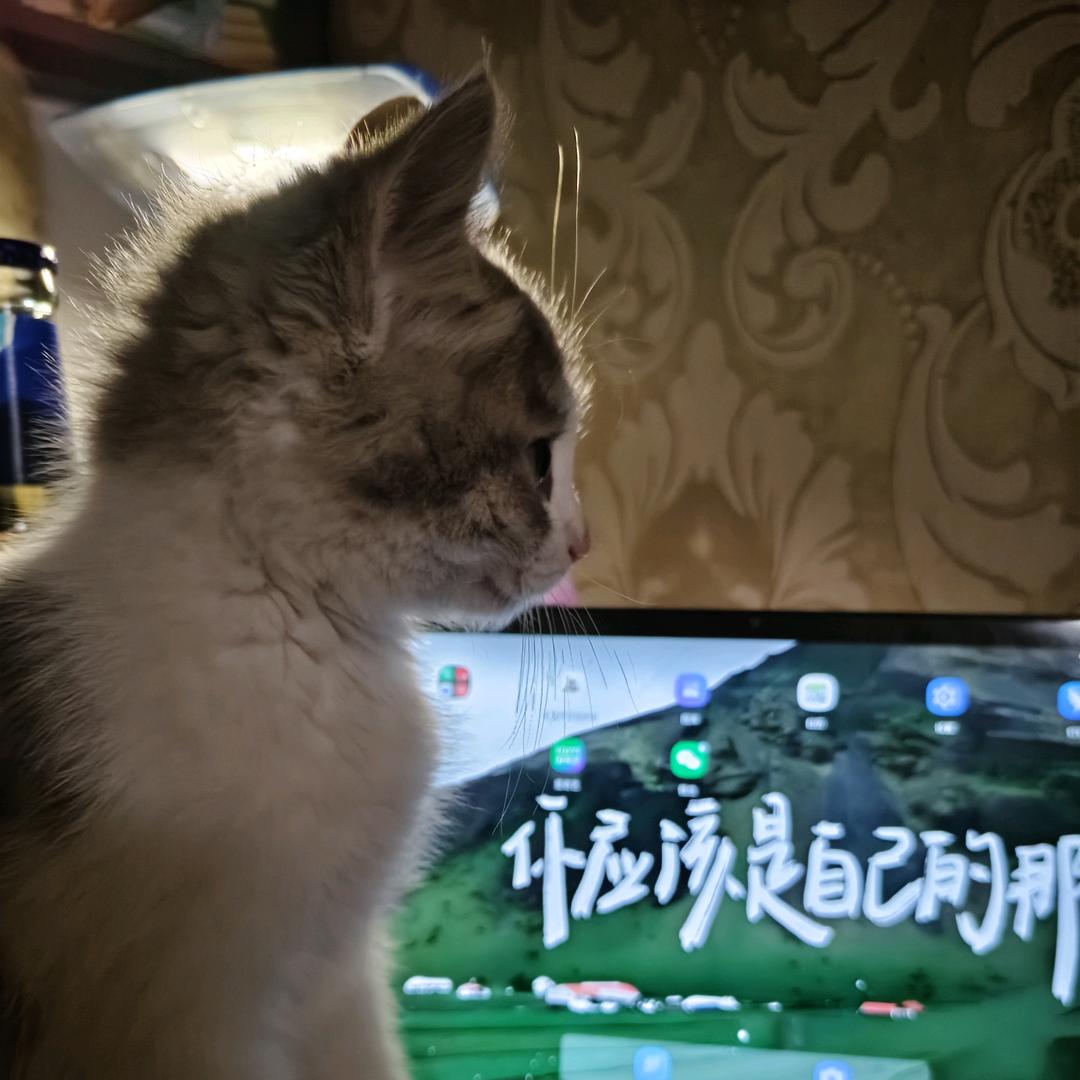 黑熊精