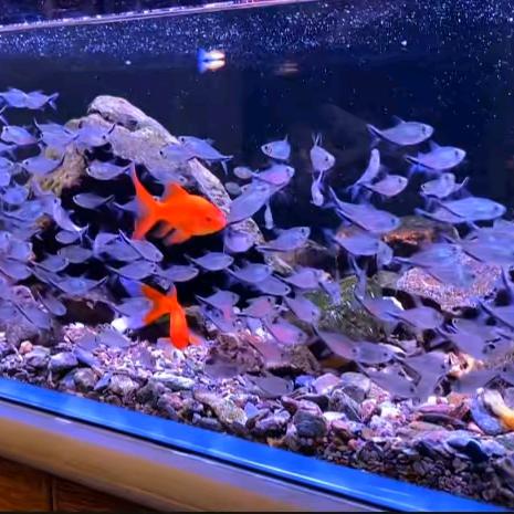 兔兔浵