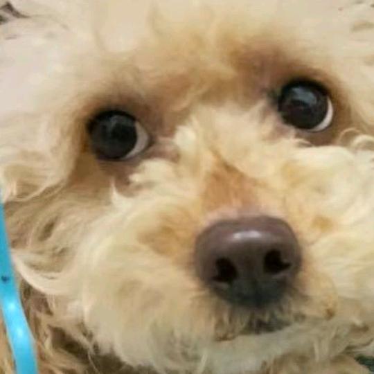 张咪渣   张妹妹