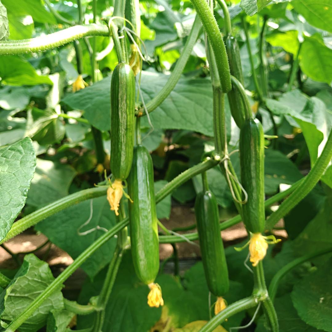 寿光鲁坤种苗基地-张海霞