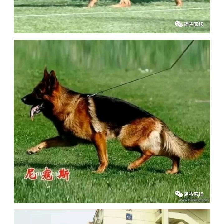 泰山圣祥犬舍高端犬养殖基地