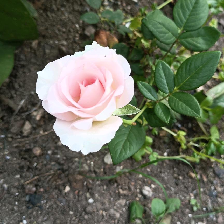 向日葵🌻