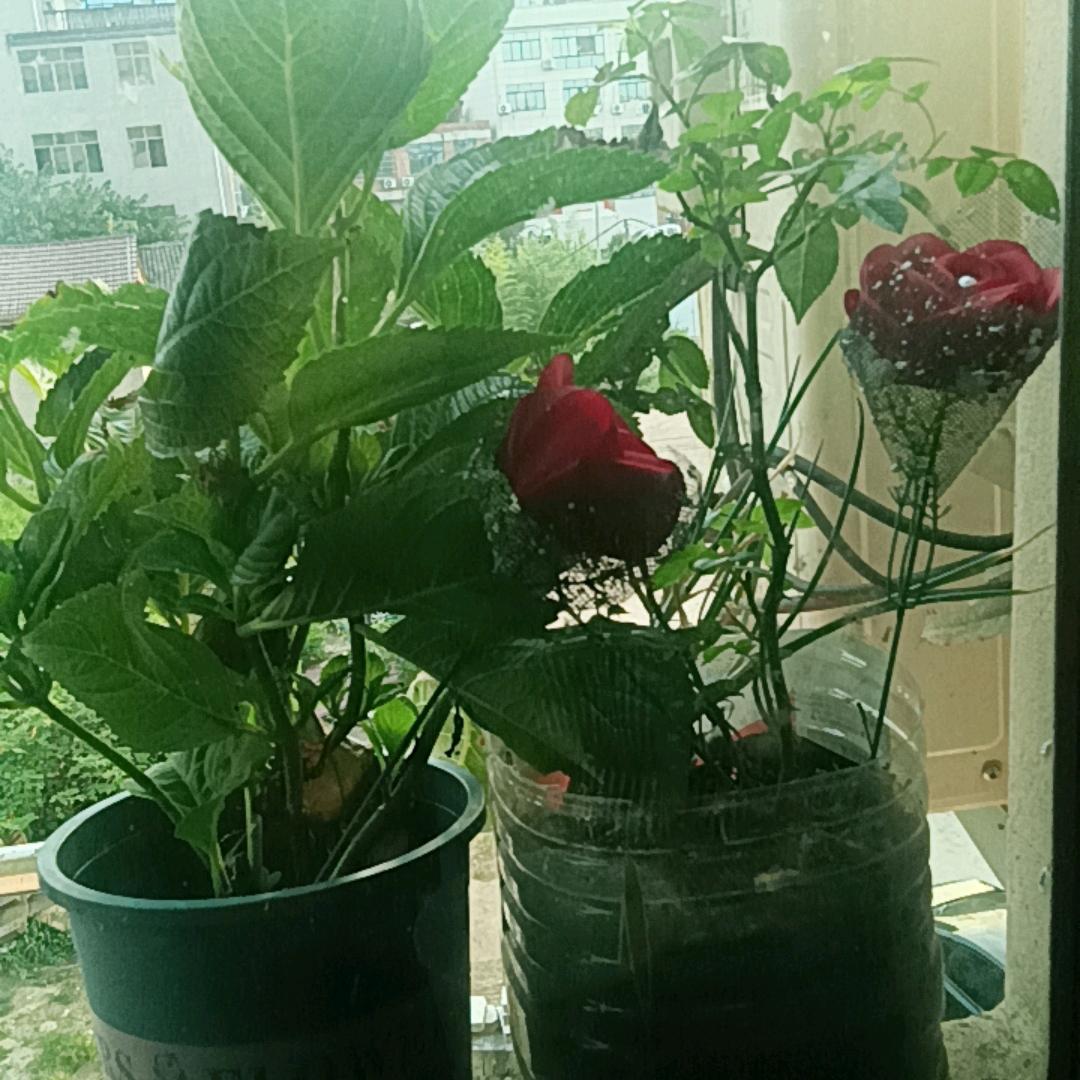 明天会更好