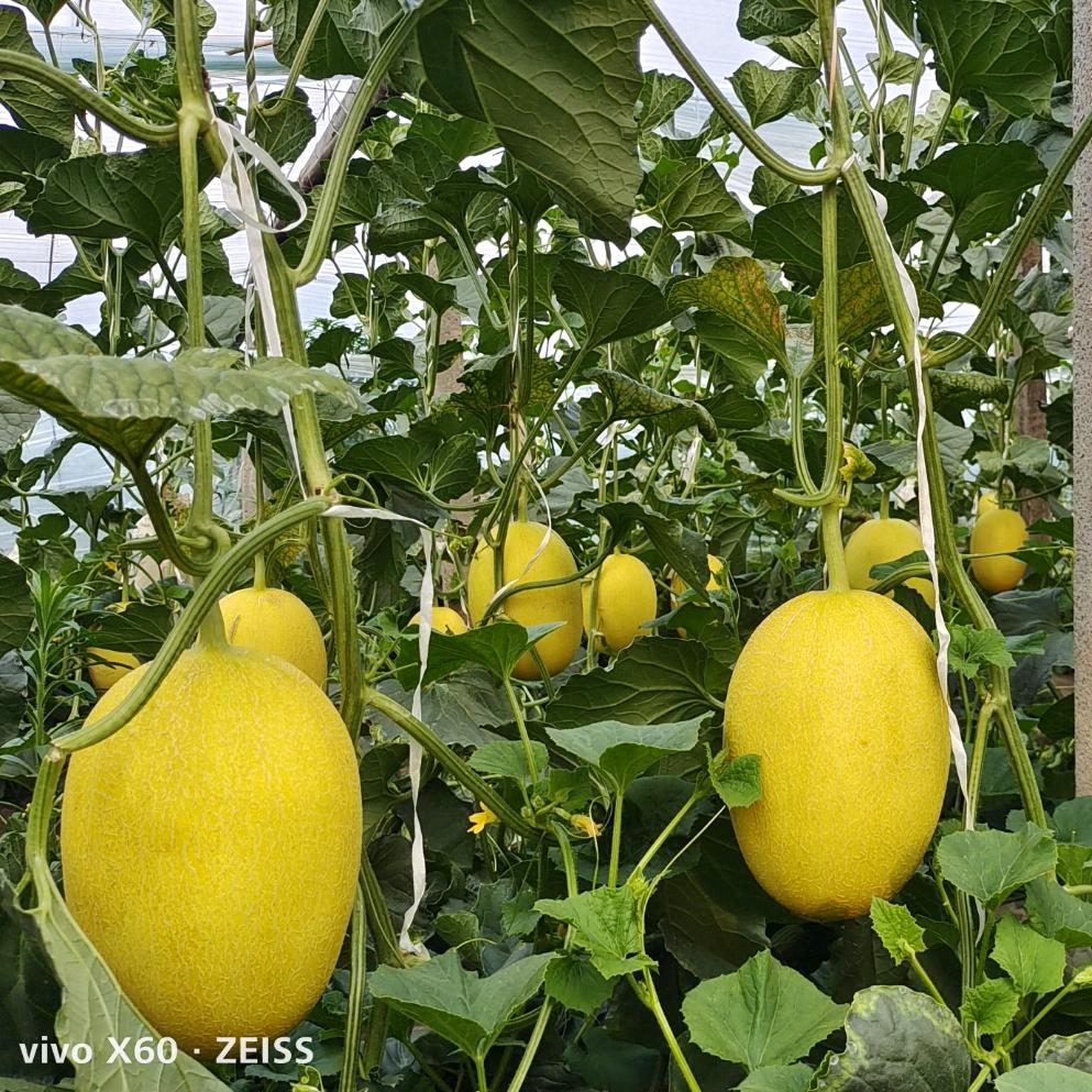 🇨🇳肖哥🇨🇳