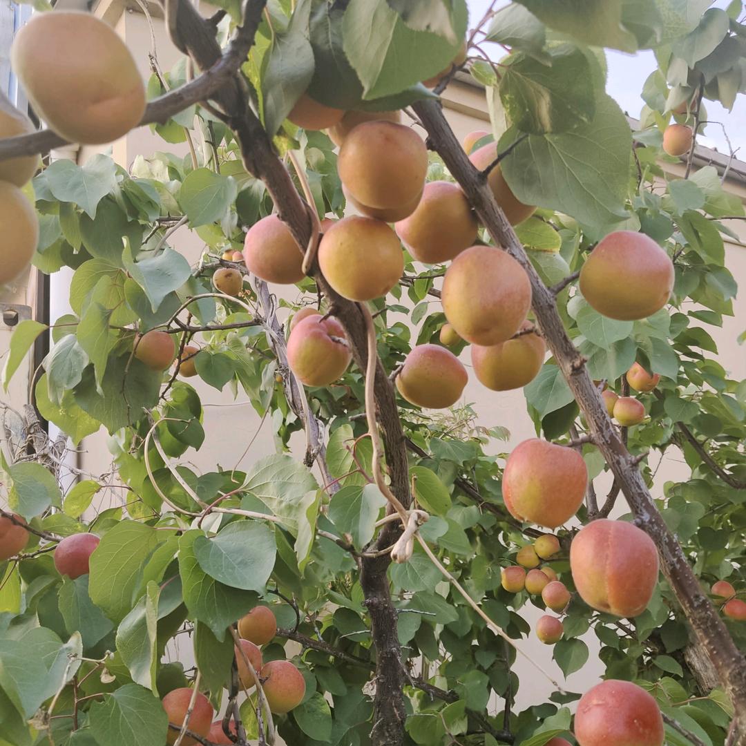 好人一生平安。