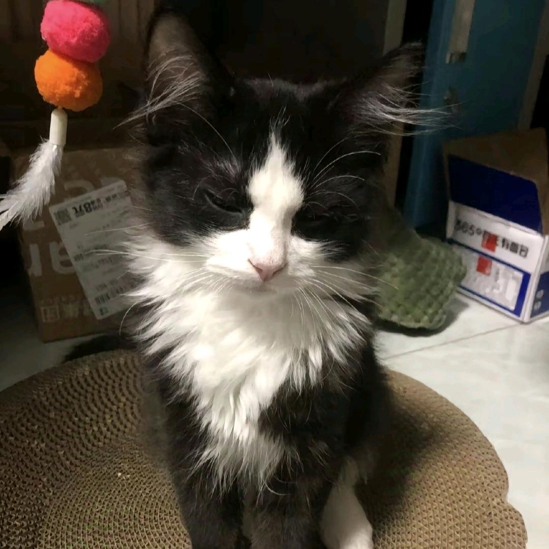 酸甜糖醋排骨😽.