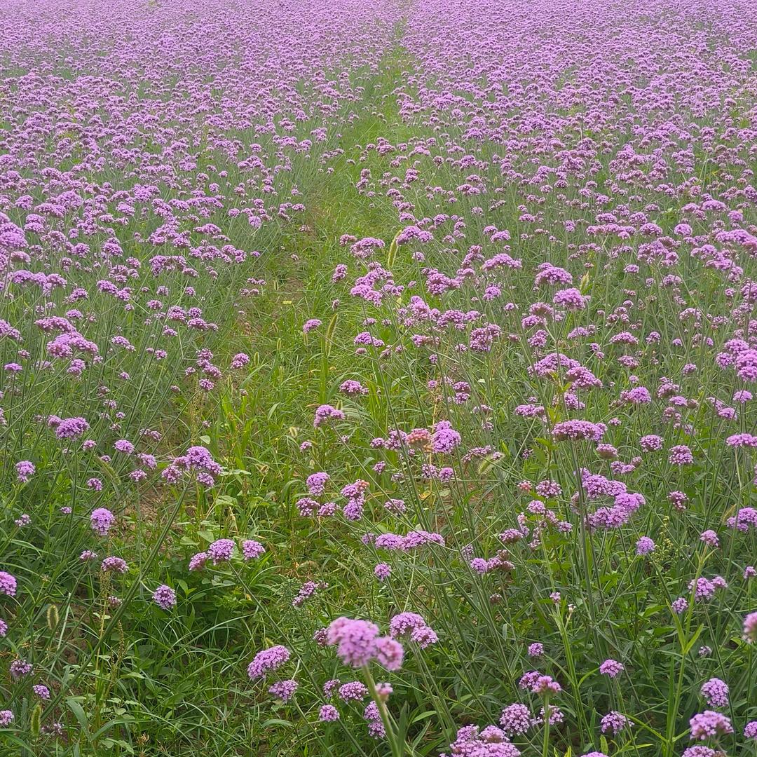 🌺让心归零，微笑向前🌺