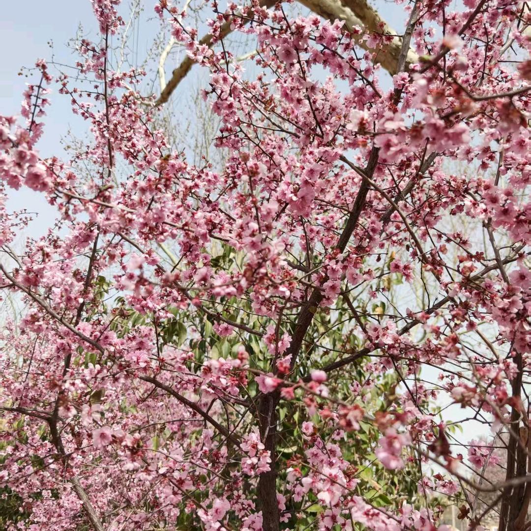 小傻瓜苦尽甘来