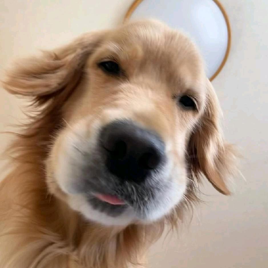 Toro_