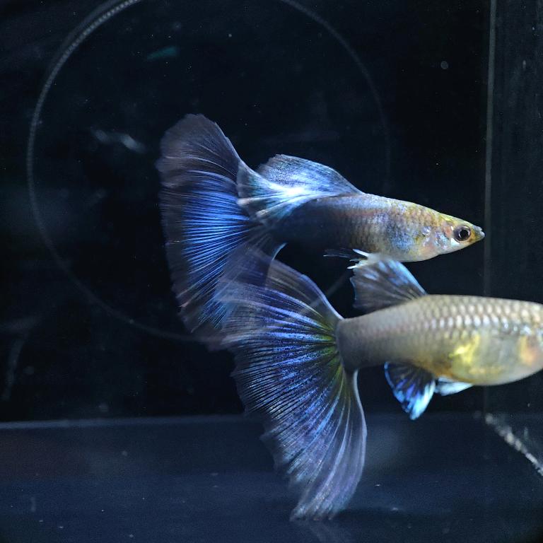 南河水宠