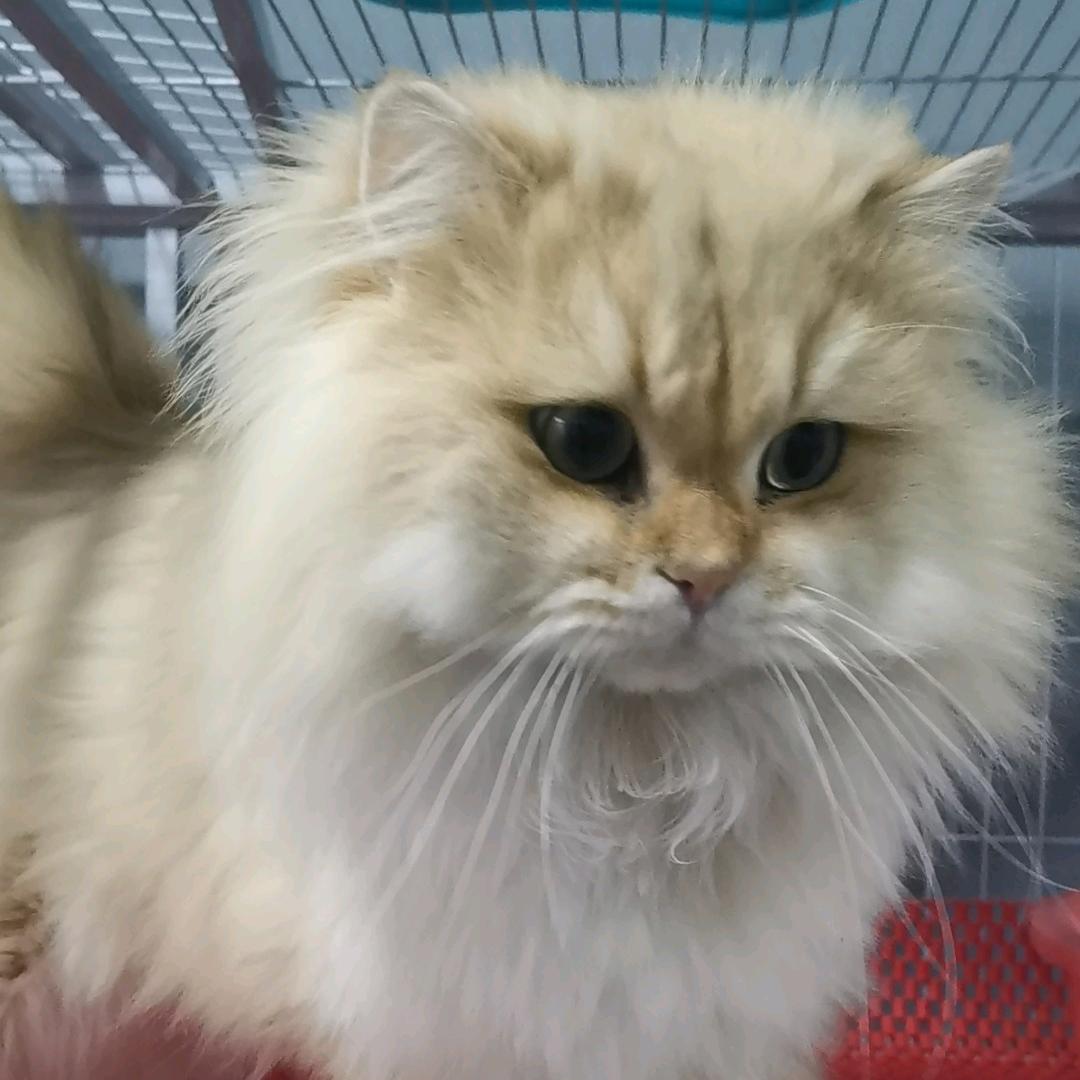 润润猫日记