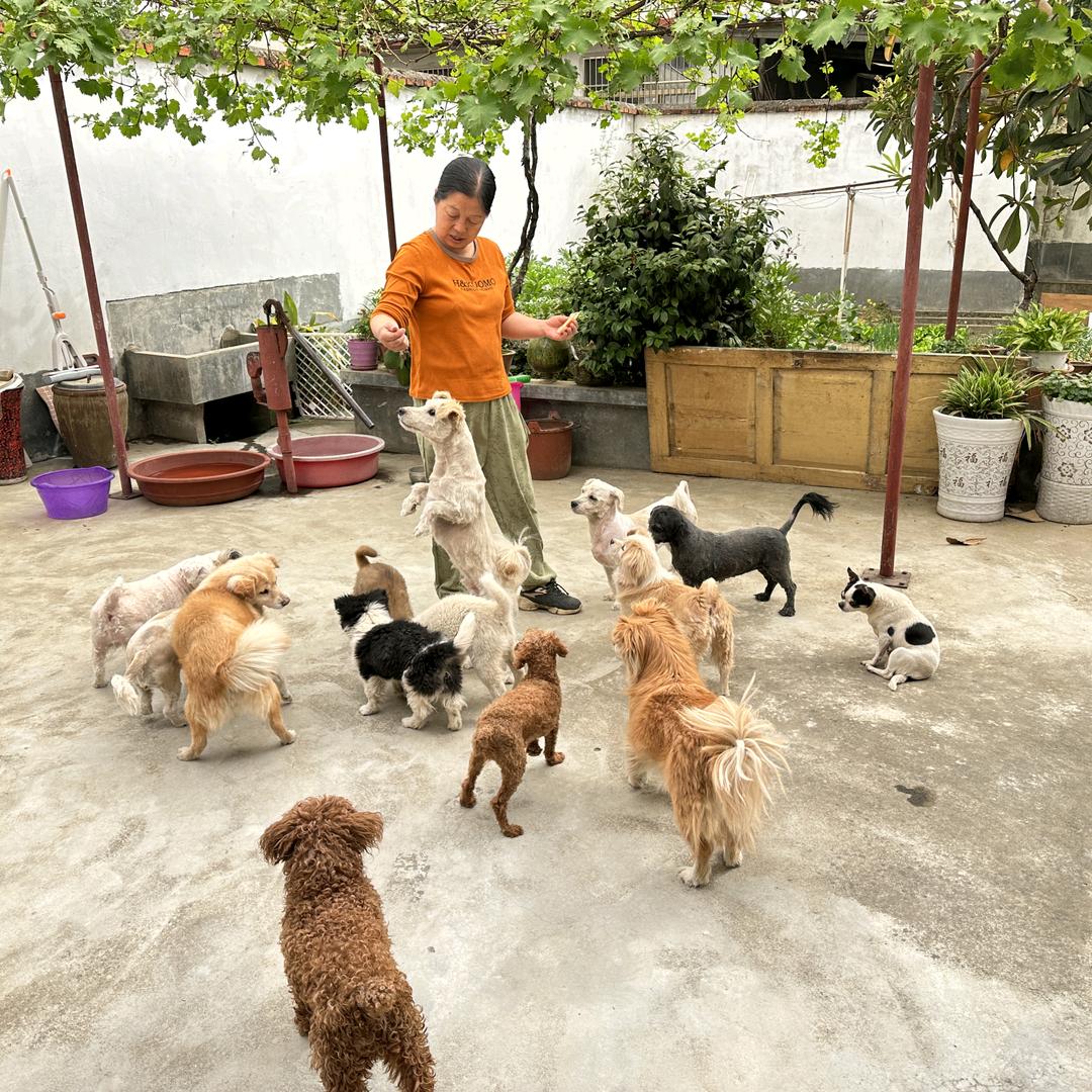 张阿姨的狗狗养老院