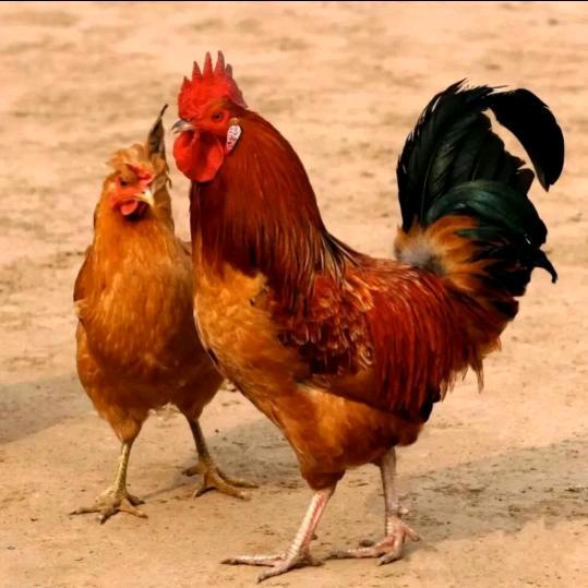 郭浩禽业养殖厂